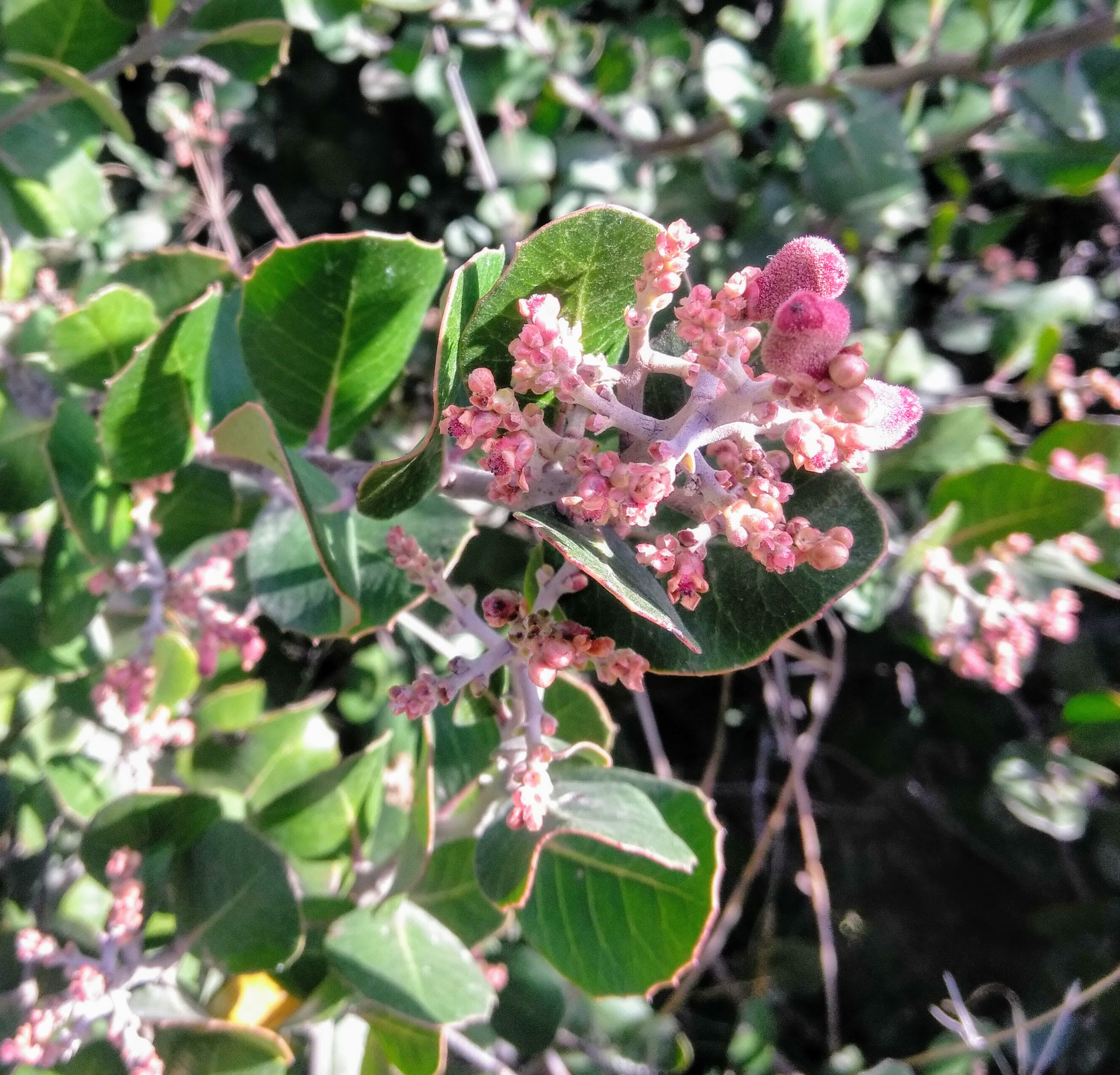 lemonade berry I Love Griffith Park