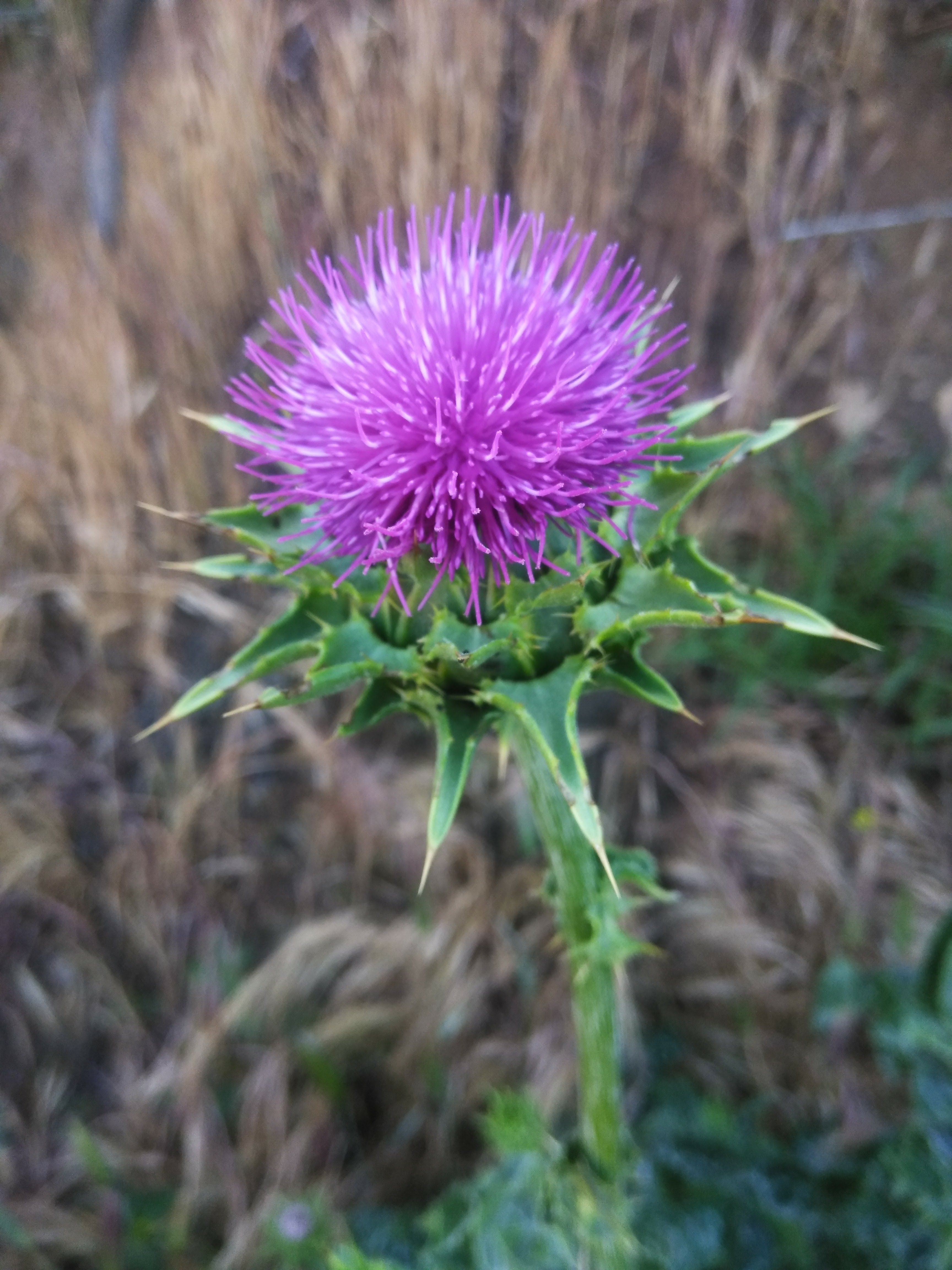 milk thistle I Love Griffith Park