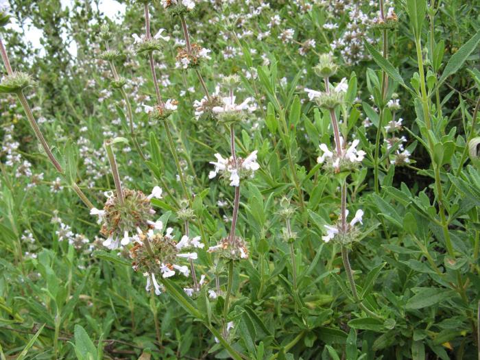 Black sage (Salvia mellifera) I Love Griffith Park