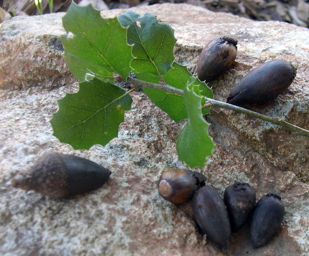 California live oak (Quercus agrifolia)