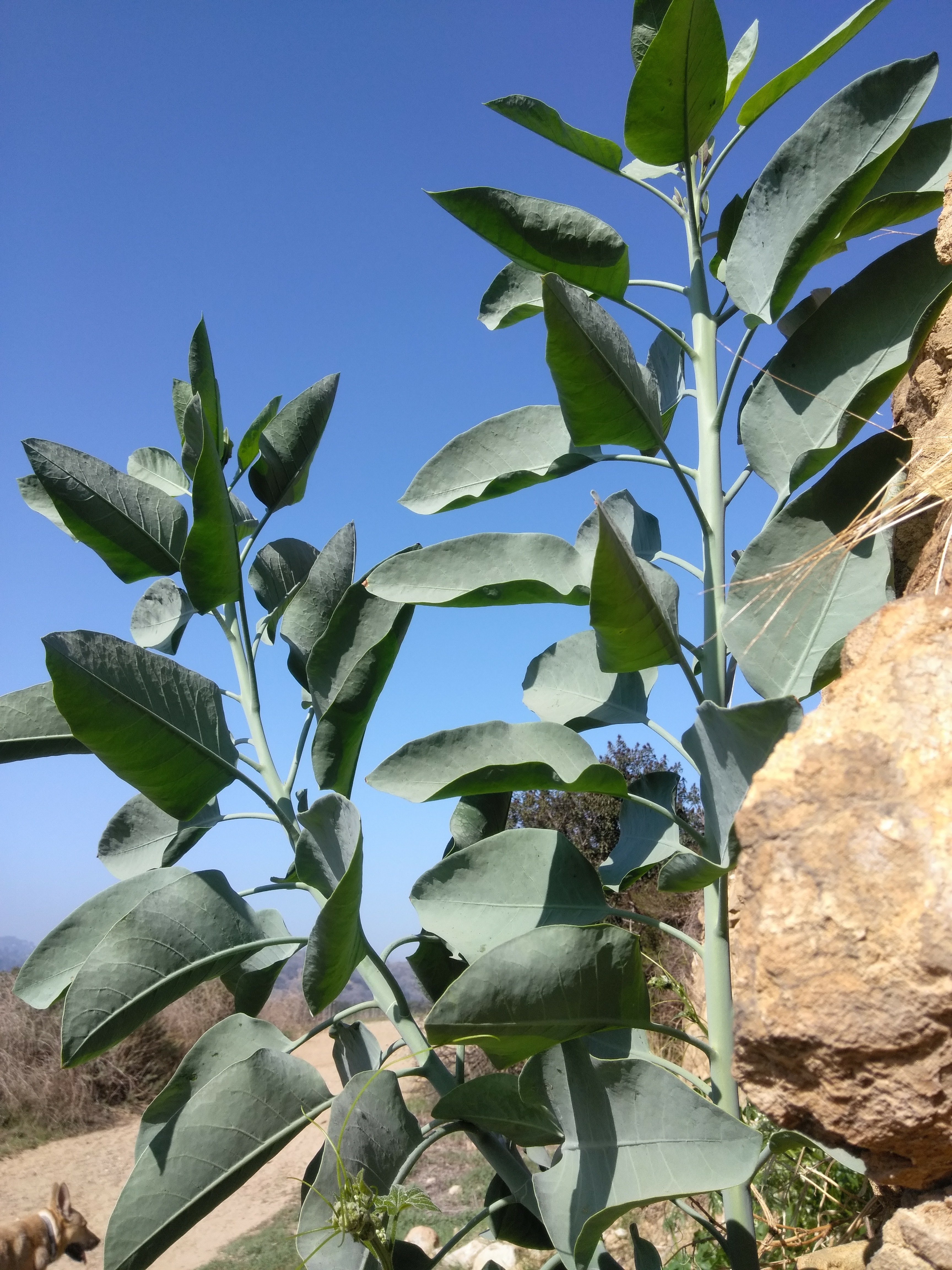tree tobacco – I Love Griffith Park