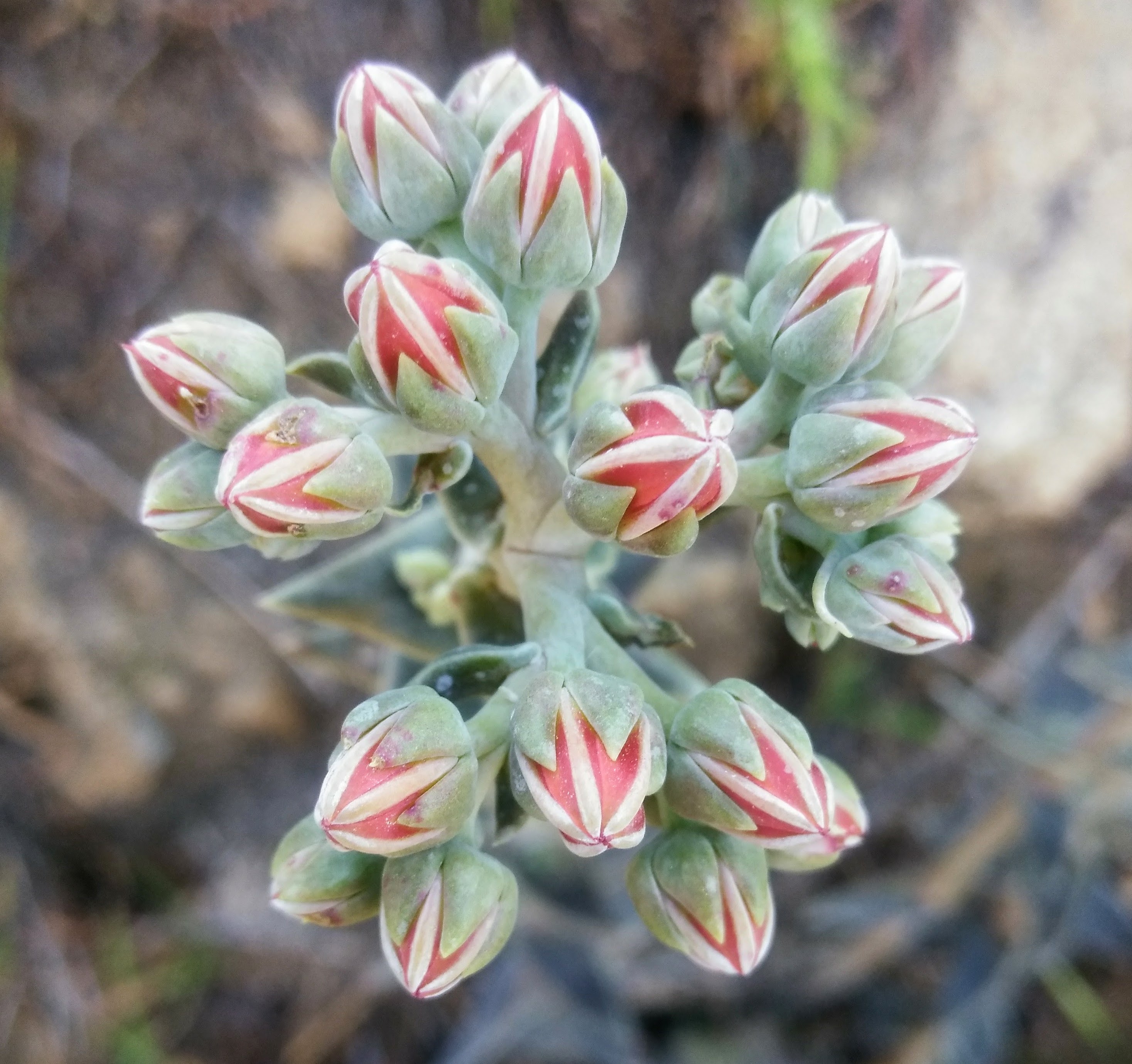 lanceleaf liveforever – I Love Griffith Park