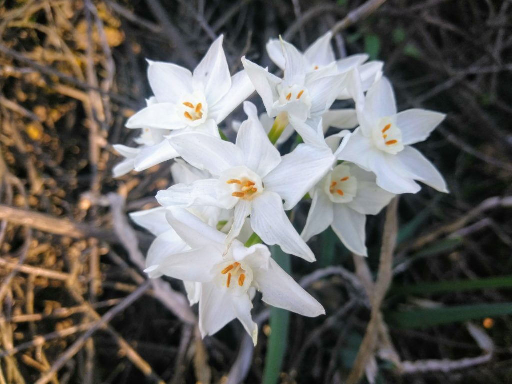 paperwhite (Narcissus papyraceus) IloveGriffithPark.com

