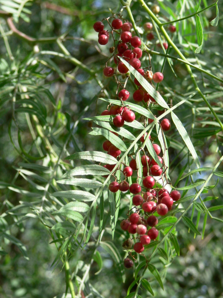 Peruvian pepper tree – I Love Griffith Park