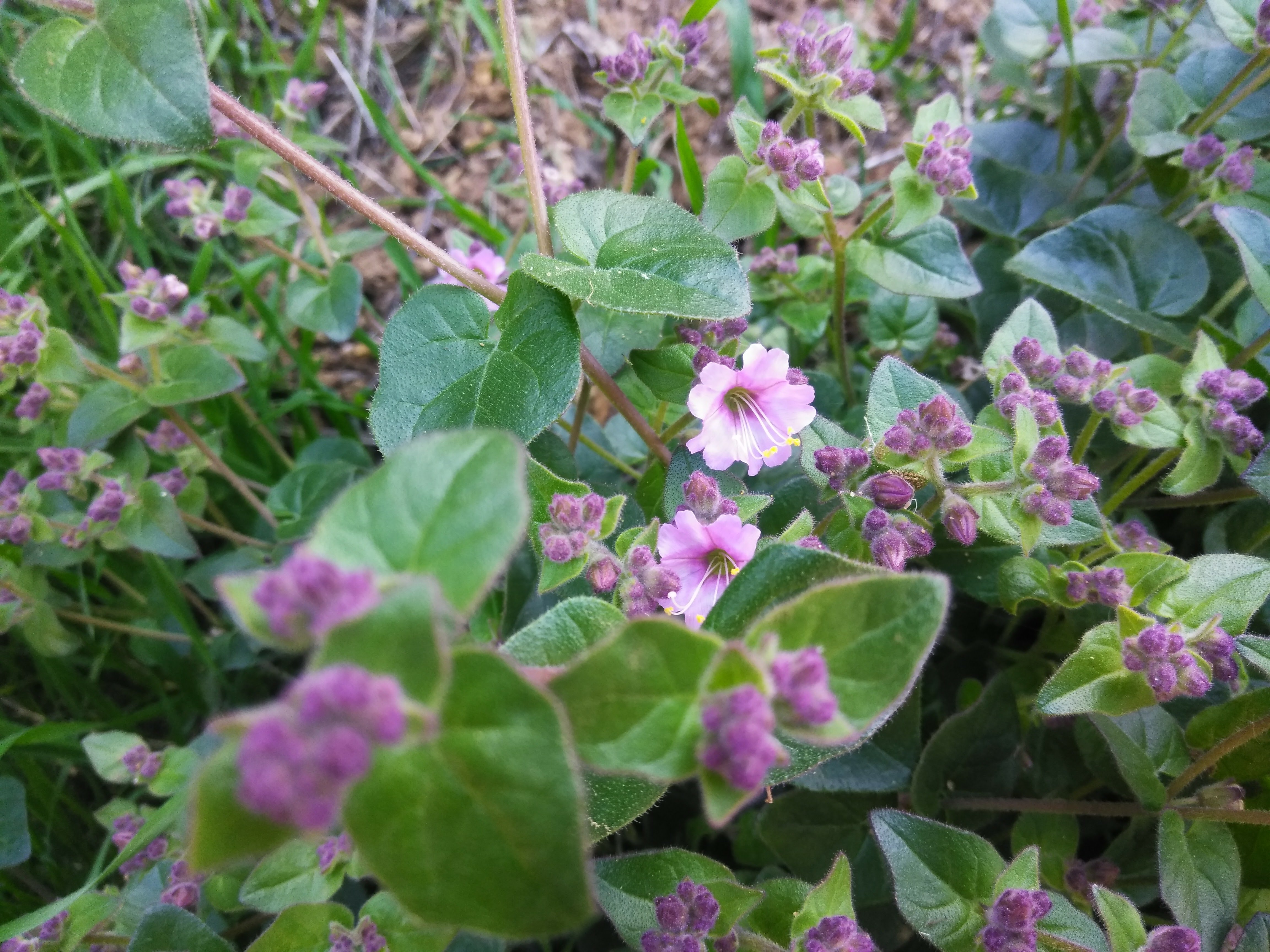 メタヴィティスカルファイヤー Vitis californica - California Wild Grape | PlantMaster