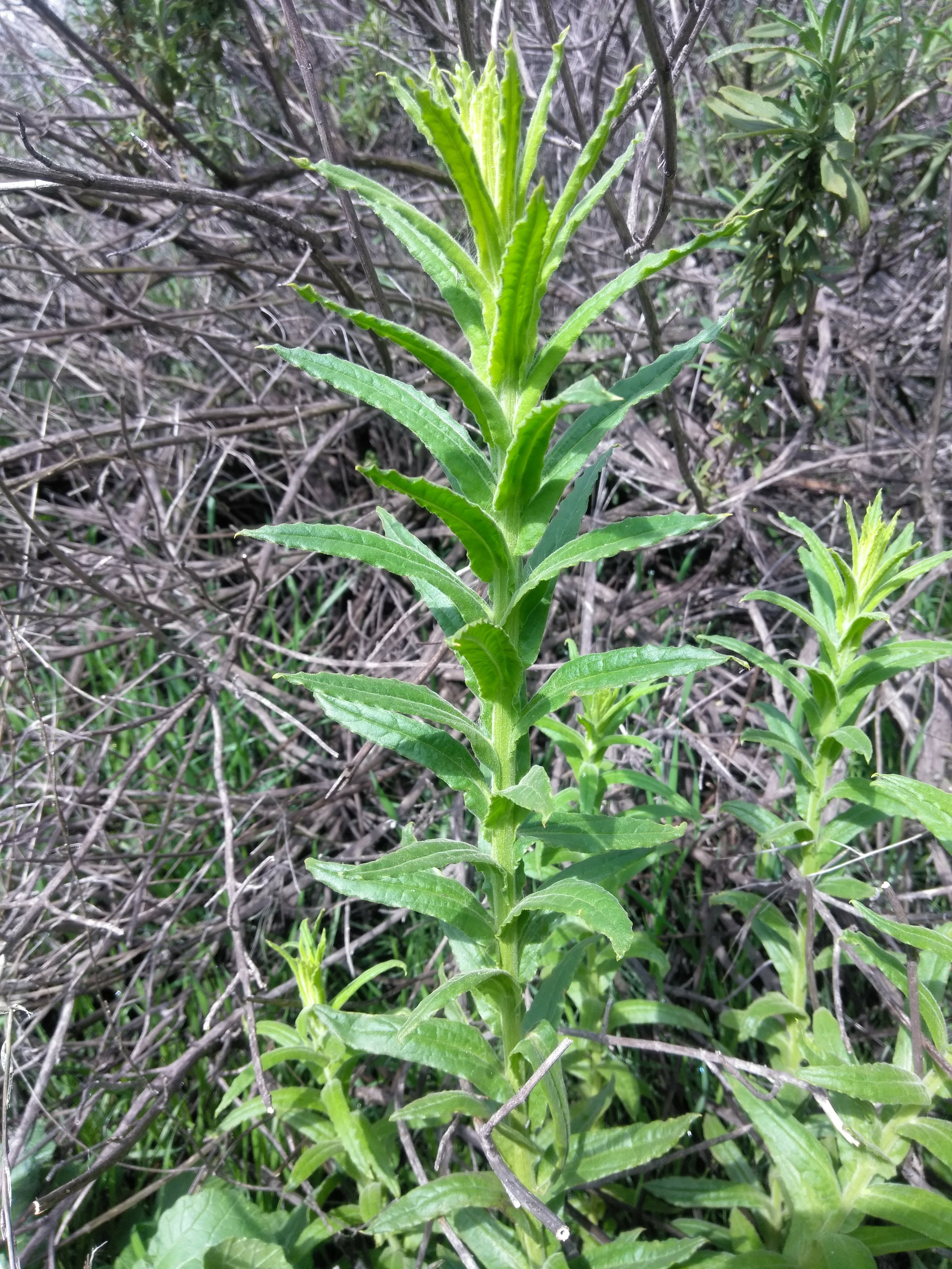 ladies tobacco plant uses ladies tobacco – I Love Griffith Park