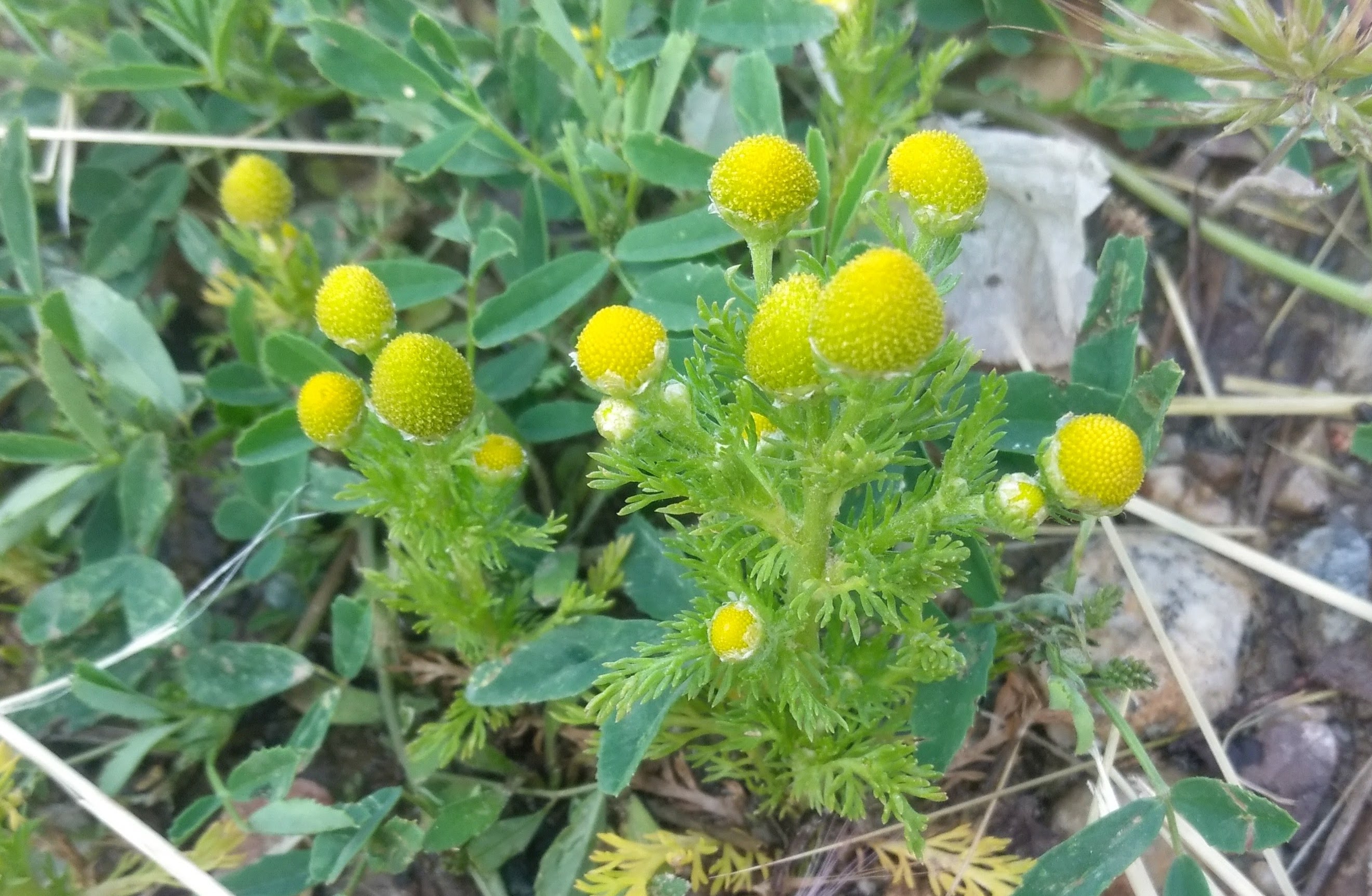 pineapple weed I Love Griffith Park